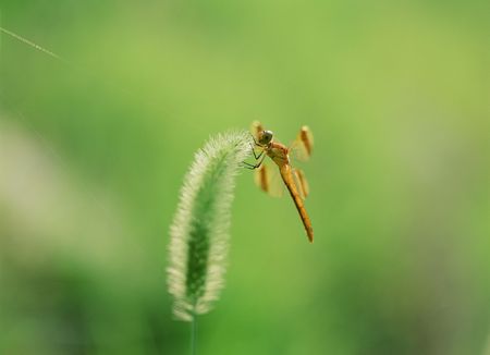 Dragonflyの写真素材