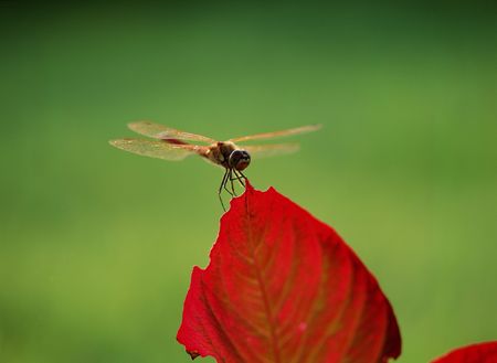 Dragonflyの写真素材