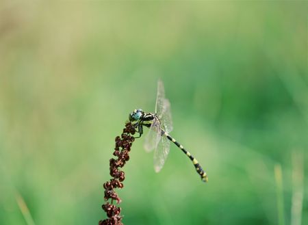 Dragonflyの写真素材
