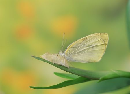 Butterflyの写真素材