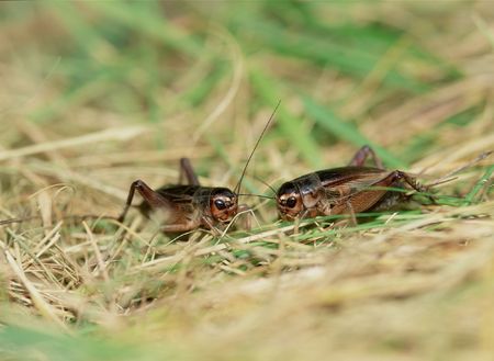 Grasshopperの写真素材