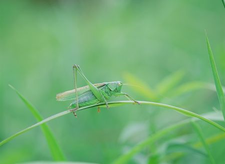 Grasshopperの写真素材