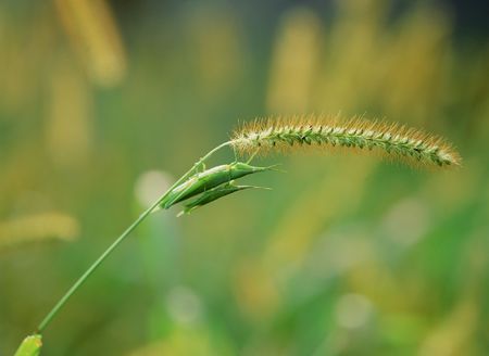 Grasshopperの写真素材