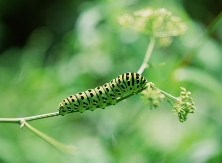 Green Larvaの写真素材