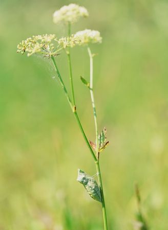 Green Larva