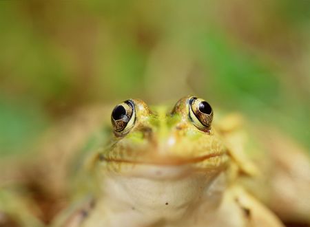 Small Frogの写真素材