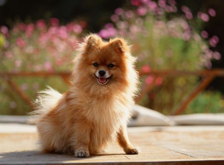 Pet Dogの写真素材
