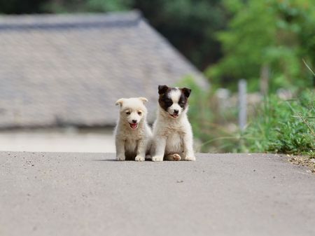 Pet Dogの写真素材
