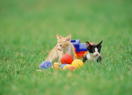 Pet Catの写真素材