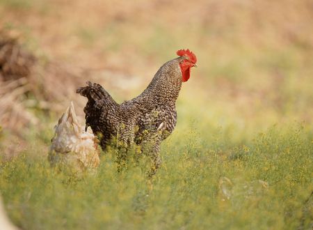 Rooster