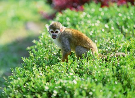 Monkeyの写真素材
