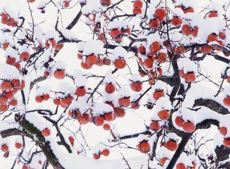 Snow-Scapeの写真素材