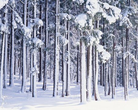 Snow-Scapeの写真素材