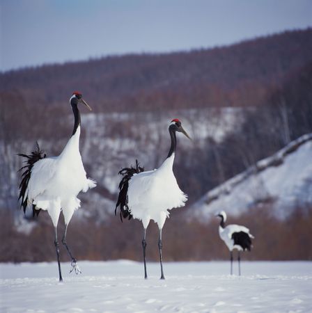 Craneの写真素材