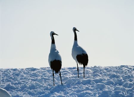 Craneの写真素材