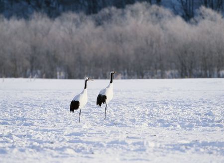Craneの写真素材