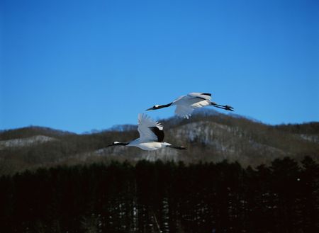 Craneの写真素材