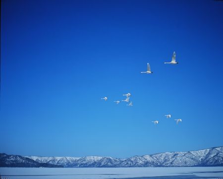 Geeseの写真素材