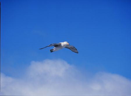Seagullの写真素材