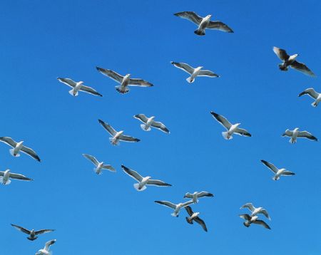 Seagullの写真素材