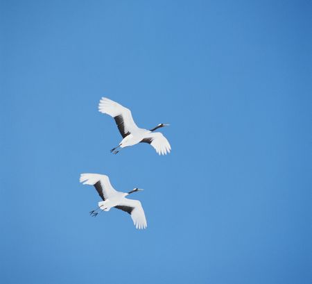 Craneの写真素材