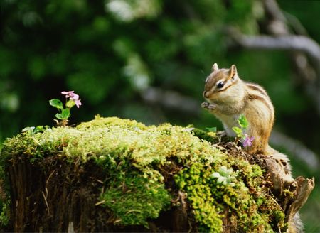Squirrelの写真素材