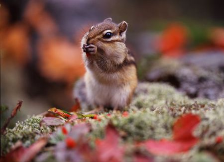 Squirrelの写真素材