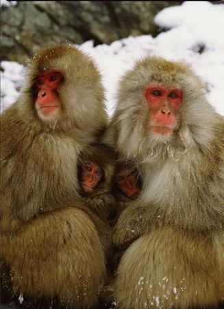 Monkeysの写真素材