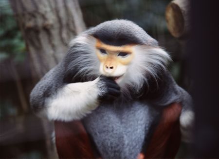 Monkeysの写真素材