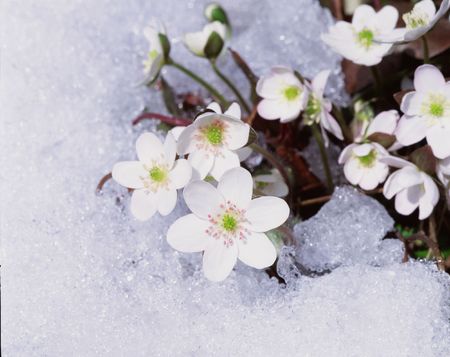 Flowersの写真素材