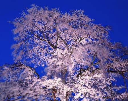 Flowersの写真素材