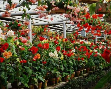 Flowersの写真素材