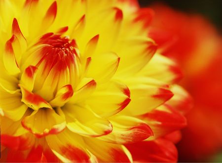 Flowersの写真素材