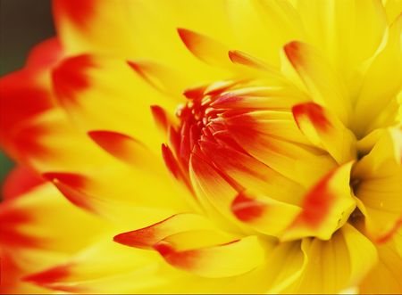 Flowersの写真素材