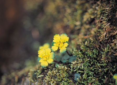 Flower Viewの写真素材