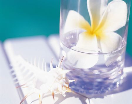 Flower Cupの写真素材