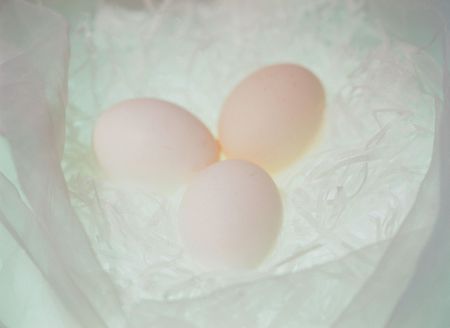 Fresh Eggの写真素材