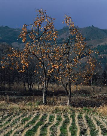 Nature Viewの写真素材