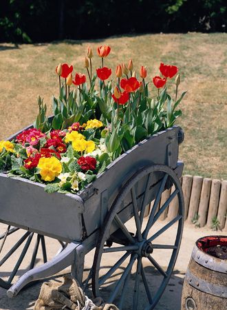 Red Tulipsの写真素材