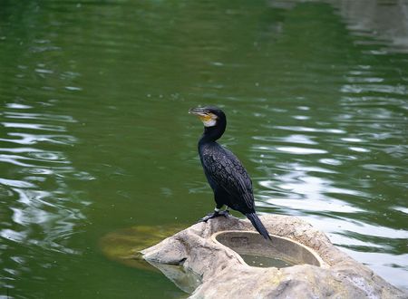 Floating Bird