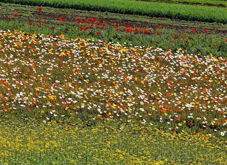 Flower Fieldの写真素材