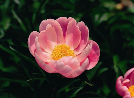 Wild Flowerの写真素材