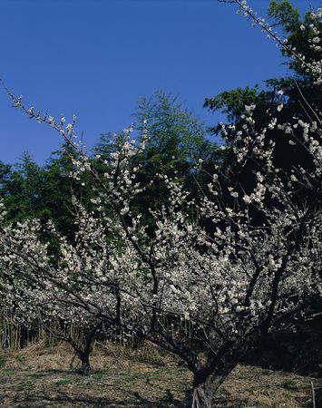 Nature Viewの写真素材
