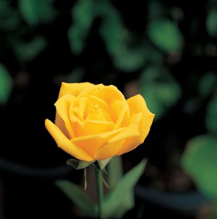 Yellow Roseの写真素材