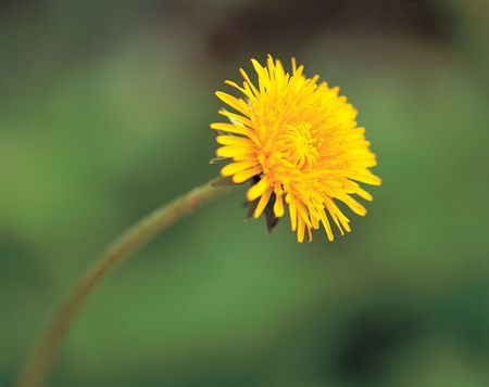 Flowerの写真素材