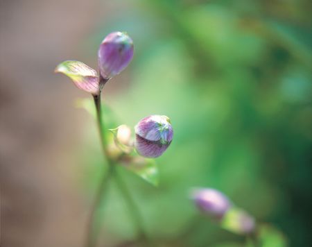 Flowerの写真素材