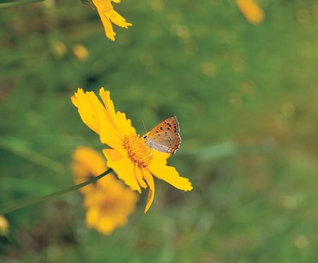 Yellow Flowersの写真素材