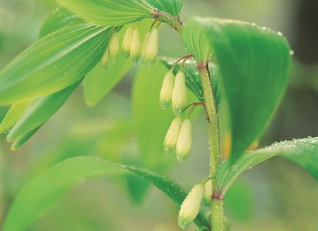 Budding Flowersの写真素材