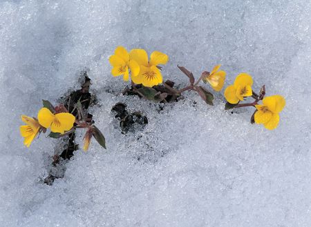 Yellow Flowersの写真素材