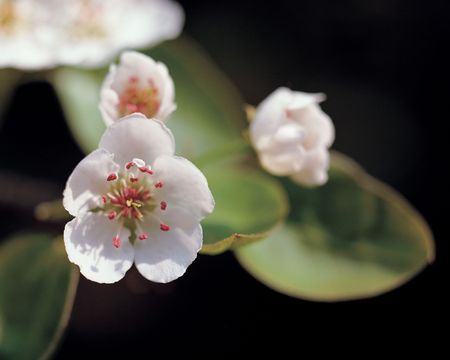 Apple flowers